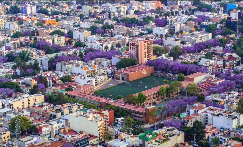 Jacarandas, el fenómeno que enamora a la CDMX… cada año Noticias