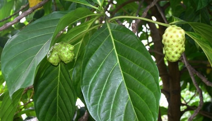 Noni