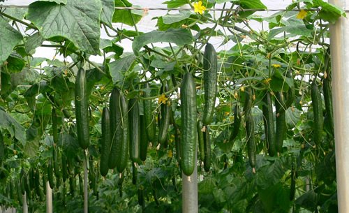 Pepino